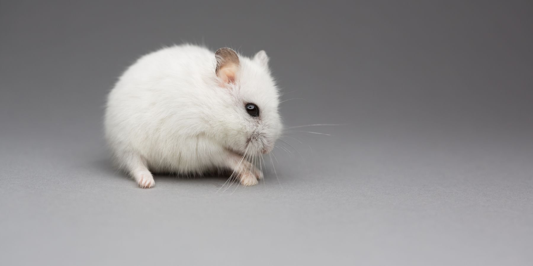 Dealing with the Loss: What to Do if Your Hamster Dies