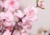 Why People Use Artificial Cherry Blossom Tree and Other Exclusive Information about It